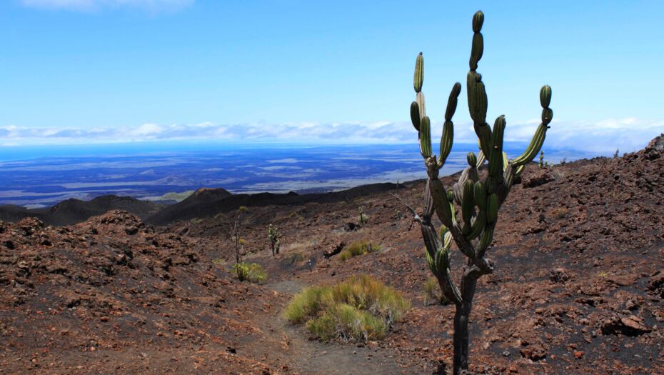 Ein großer Kaktus steht im Vordergrund, im Hintergrund sind Geröll und eine Schlucht zu sehen.