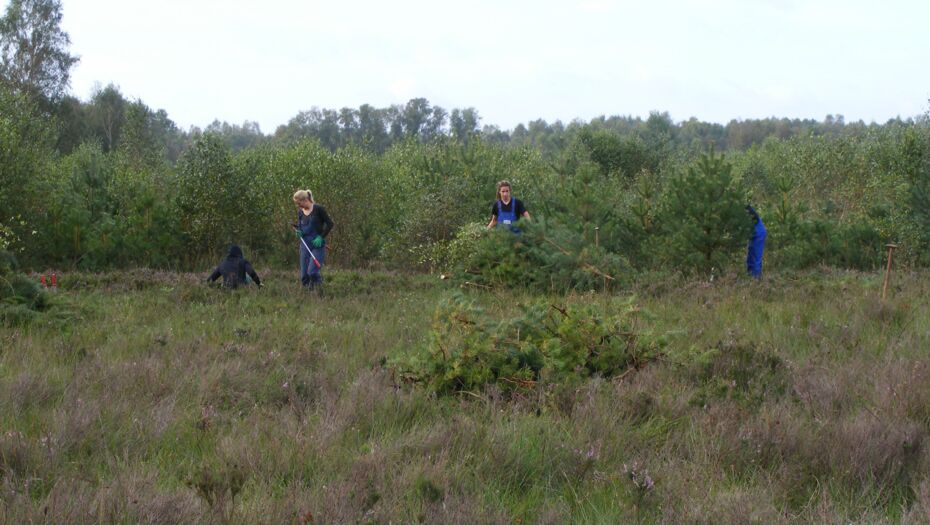 Personen bei Freistellungsarbeiten auf einer Heidefläche im Moor.