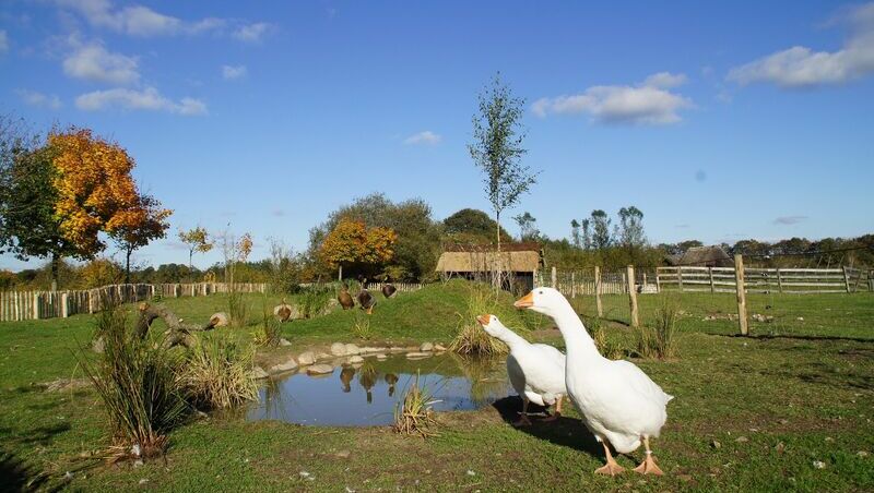 Zwei Gänse auf dem Gelände der Arche Warder, im Hintergrund ein kleiner Teich und grüne Wiesen.