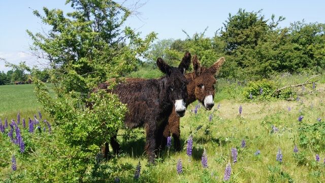 Zwei Poitou-Esel stehen, halb versteckt von einem Baum, auf einer blühenden Sommerwiese.
