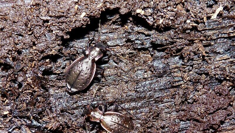 Eine Nahaufnahme von zwei Käfern, wie sie über einen Baumstamm krabbeln.