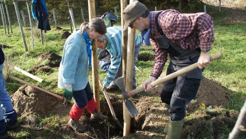 Drei Freiwillige des Bergwaldprojekts pflanzen in der Arche Warder an den Standort angepasste Bäume.