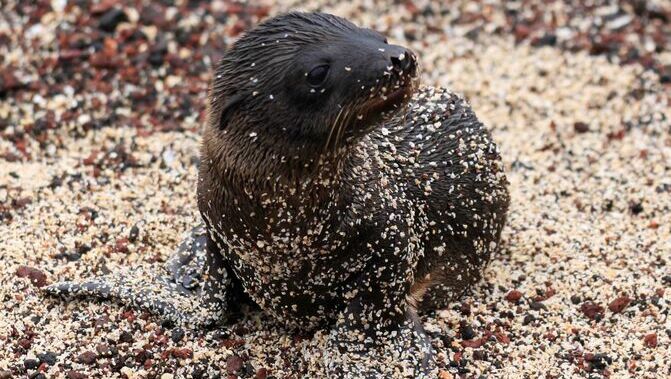 Eine junge Robbe liegt im Sand.