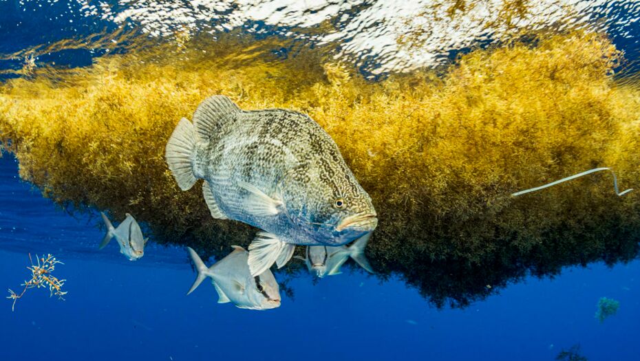 Ein gelblicher Seetangteppich an der Wasseroberfläche im Nordatlantik bietet Fischen und Babyschildkröten Schutz und Nahrung.