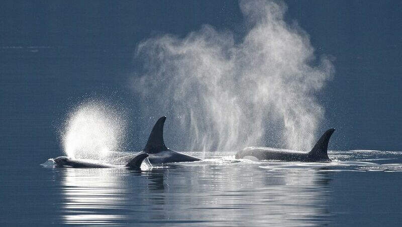 Drei Orcas aus der Distanz fotografiert, wie sie kurz ober der Wasseroberfläche auftauchen.