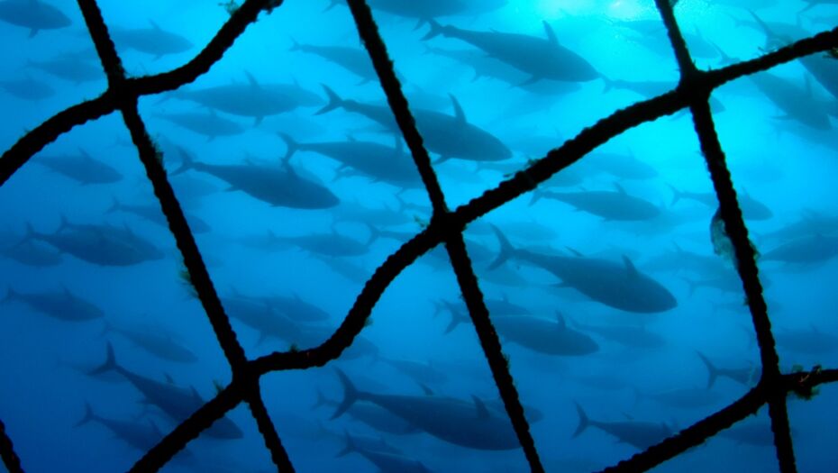 Unterwasser Aufnahme von gefangenen Bluefin Thunfischen in einem Transportkäfig.