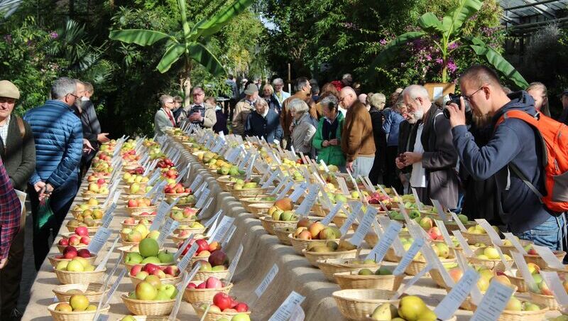 Eine Gruppe von Menschen begutachtet und fotografiert eine große Auswahl an Apfelsorten bei der Sortenpräsentation.