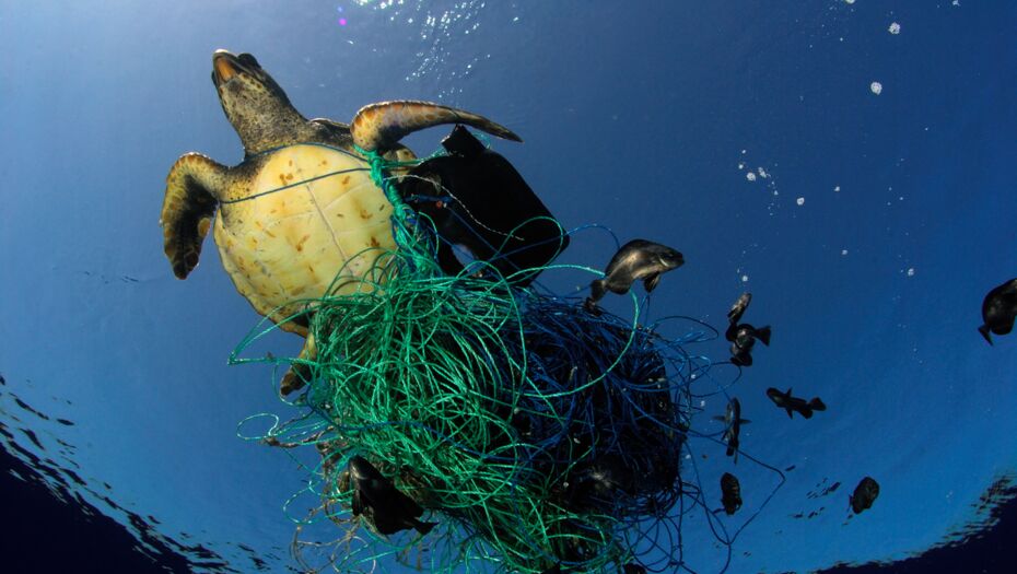 Eine Meeresschildkröte, die sich im Mittelmeer in einem Fischernetz verfangen hat, von unten im Wasser fotografiert.