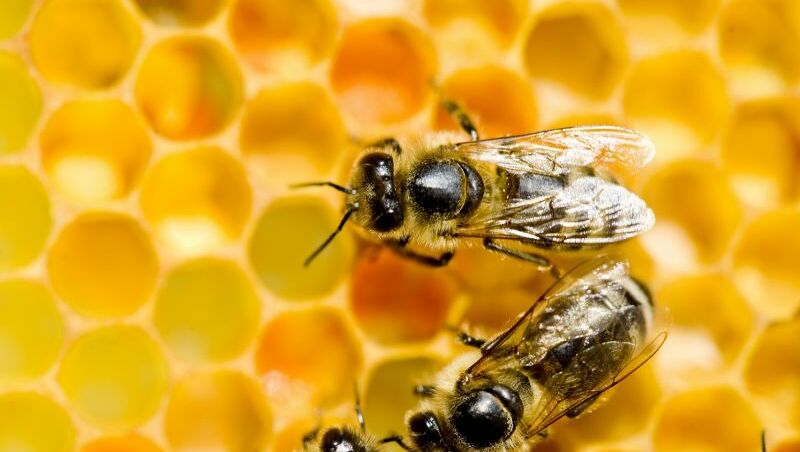Nahaufnahme von drei Bienen, wie sie über eine Honigwabe krabbeln.