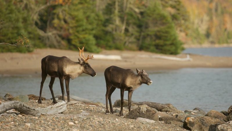 Zwei kanadische Waldkaribus stehen zwischen Steinen am Ufer eines Flusses.