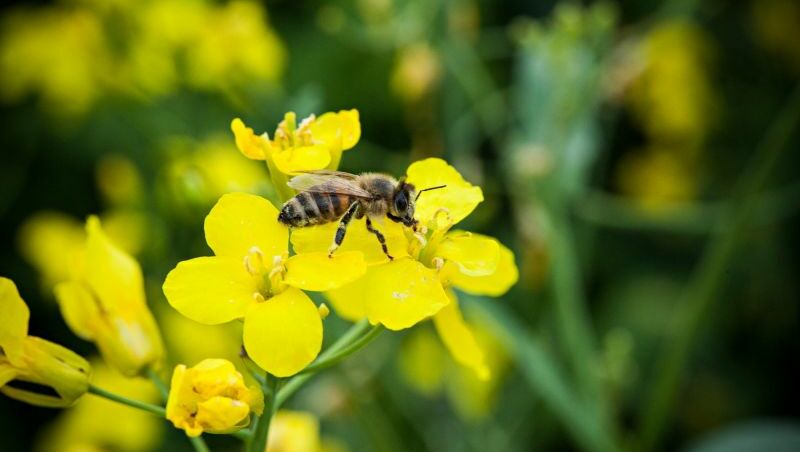 Foto einer Biene beim Pollensammeln auf einer gelben Blume.