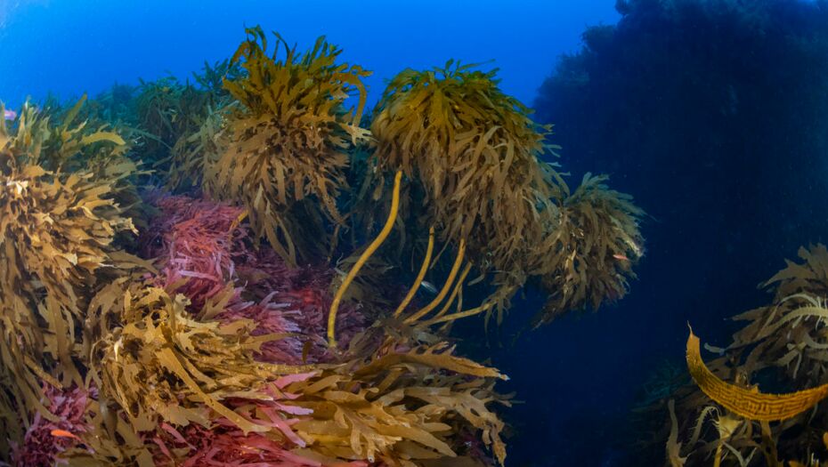 Riesige Kelpwälder bedecken Mount Vema. Die Alge schafft einen einzigartigen Lebensraum: sie bietet vielen Tieren Verstecke, Sauerstoff und Nahrung.