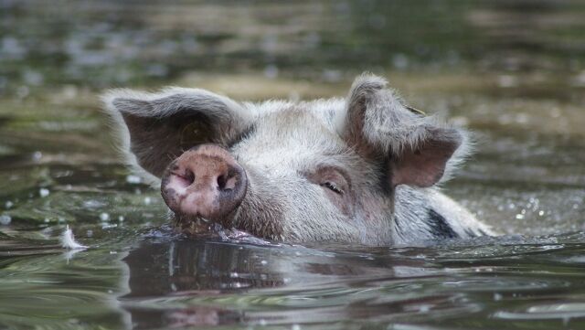 Ein Turopolje Schwein schwimmt durch Wasser, im Vordergrund seine Schnute.
