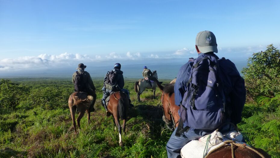 Vier Personen reiten auf Pferden, unterwegs im Nationalpark auf der Suche nach gefährdeten Scalesia-Bäumen.