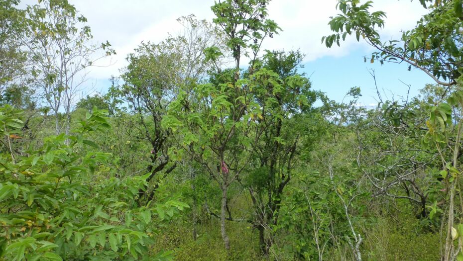 Ein hochgewachsener Scalesia Baum aus der Ferne fotografiert.