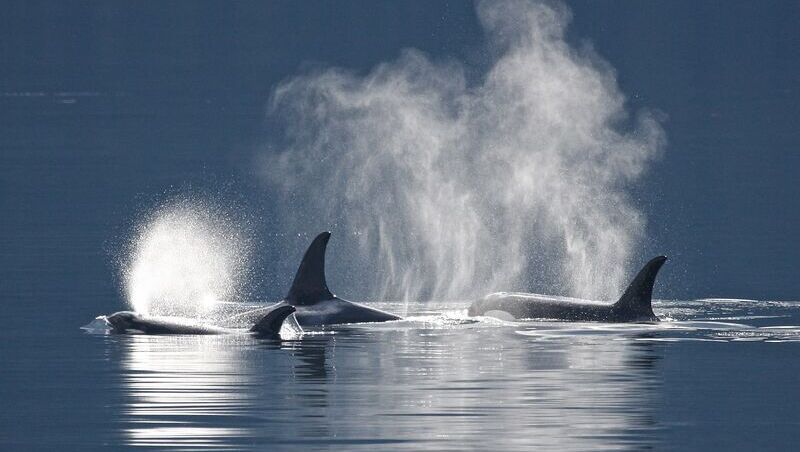 Drei Orcas aus der Distanz fotografiert, wie sie kurz ober der Wasseroberfläche auftauchen.