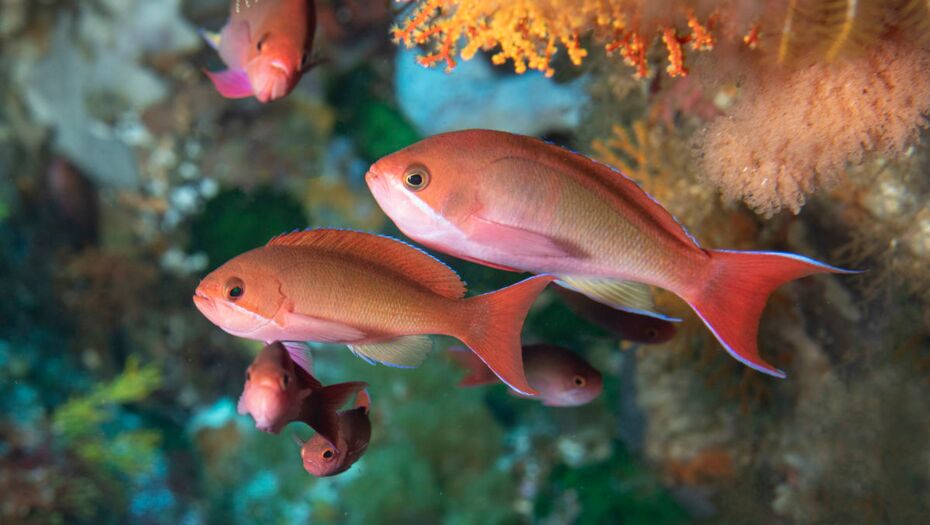 Nahaufnahme einer kleinen Gruppe von Pseudanthias squamipinnis, die unter einem mit Korallen verzierten Überhang schwimmen.