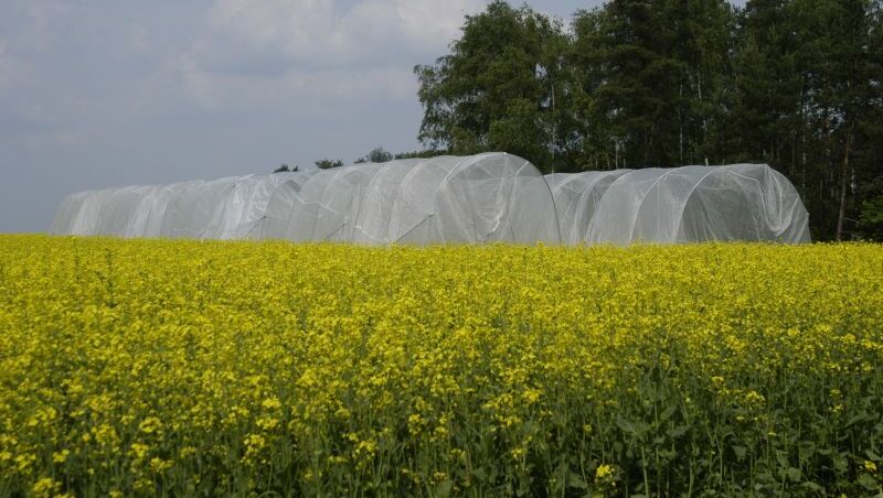 Zwei große Plastiktunnel stehen auf einer Wiese, die mit gelben Blumen übersät ist.