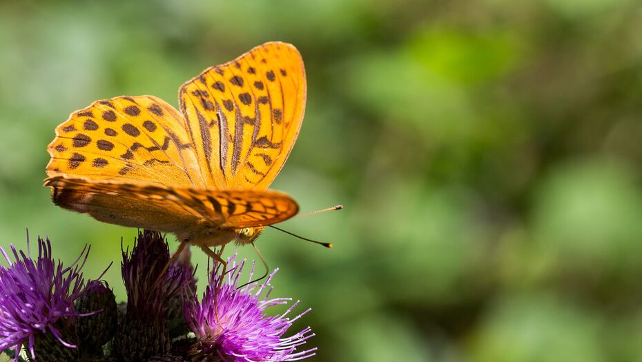 Eine Nahaufnahme eines dunkel-orange und braun gefleckten Kaisermantel Falters (Argynnis paphia) auf einer lila Distelblüte.
