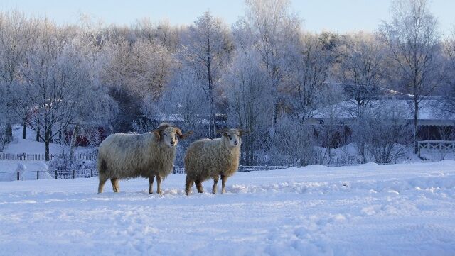 Zwei Walachenschafe stehen auf einer verschneiten Wiese  im Winter.
